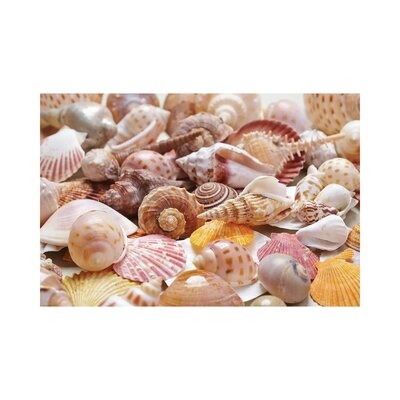 Nice Sea Shells by Depositphotos - Print - Image 0