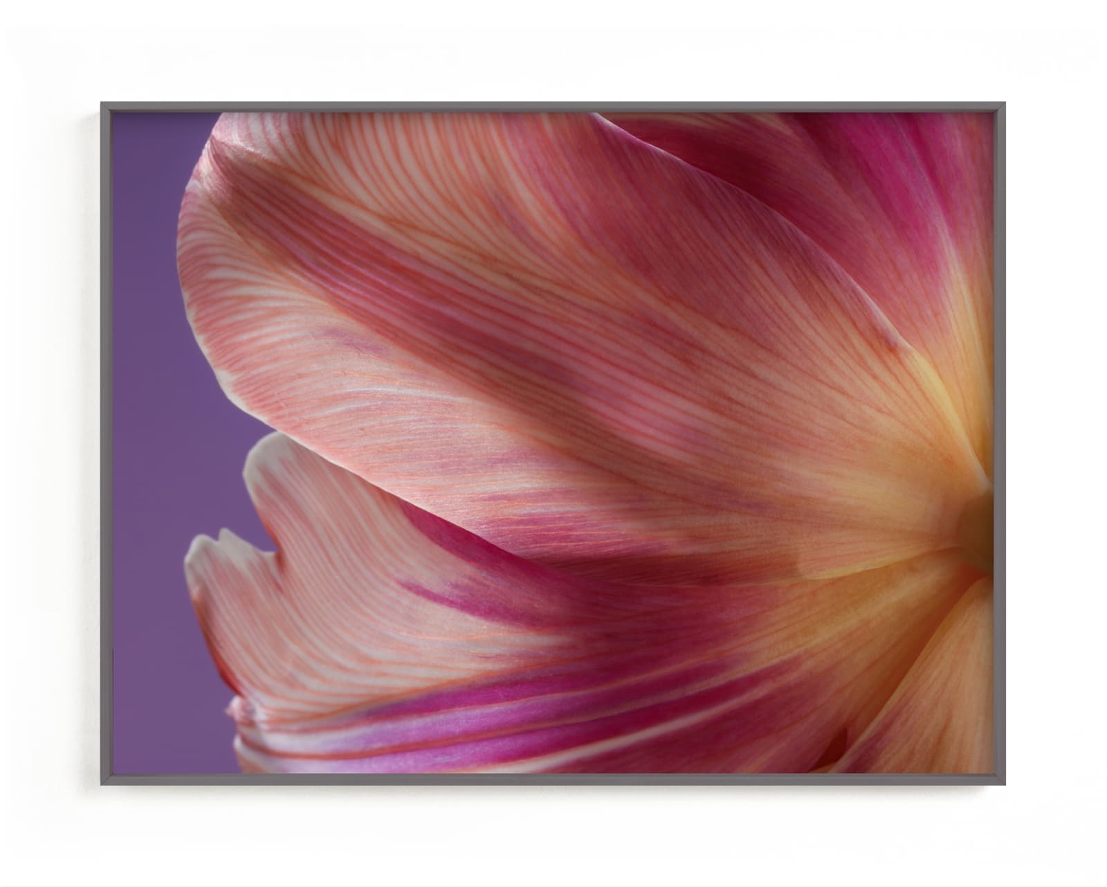 Parrot Tulip Limited Edition Fine Art Print 2 - Image 0