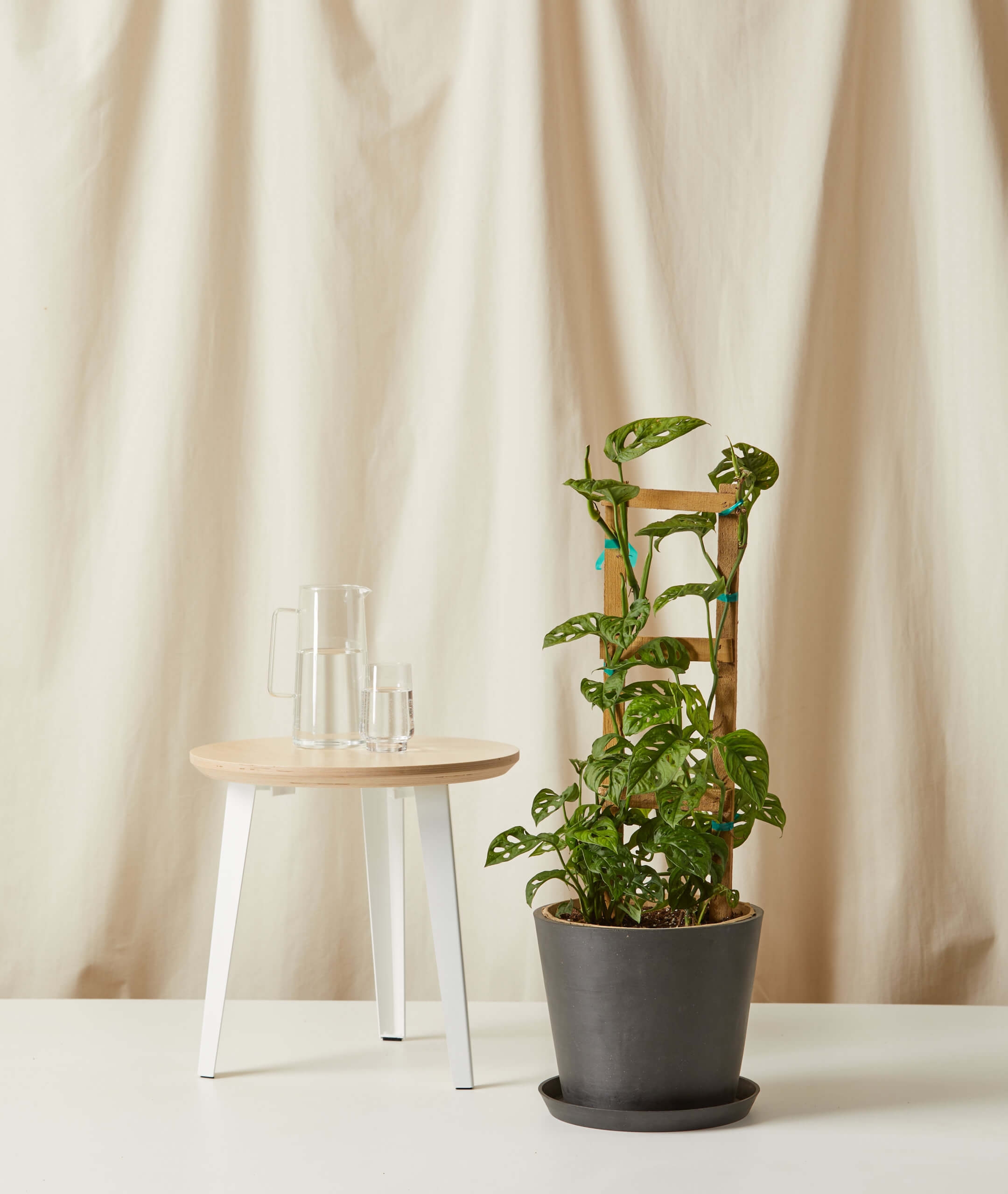 Monstera Adansonii Trellis -  Charcoal - Image 0