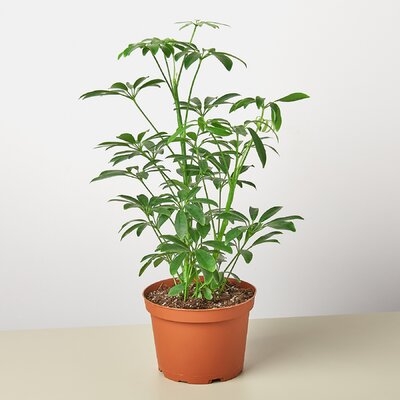 Schefflera Arboricola 'Umbrella Plant' - 6" Pot - Image 0