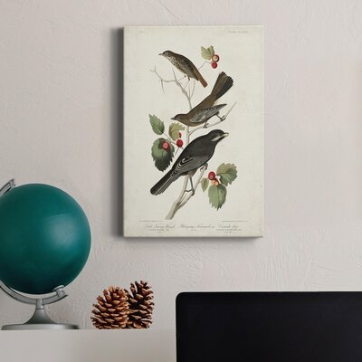 Pl 419 Little Tawny Thrush Premium Gallery Wrapped Canvas - Ready To Hang2718959 - Image 0