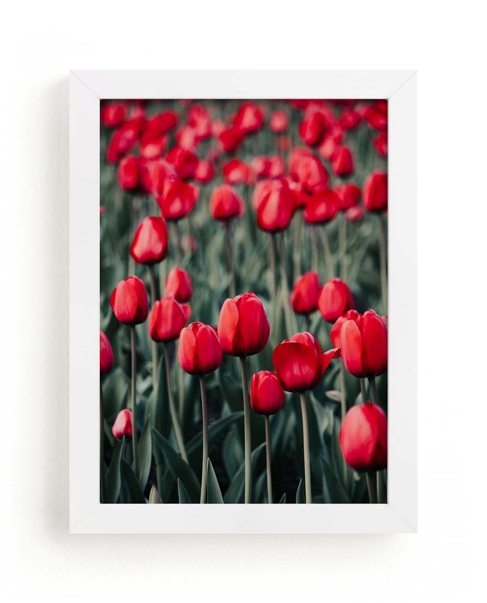 Red Tulips Limited Edition Fine Art Print 2 - Image 0