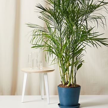 Live Plant, Bamboo Palm, Extra Large Floor, 12''diam, Terracotta Planter - Image 2