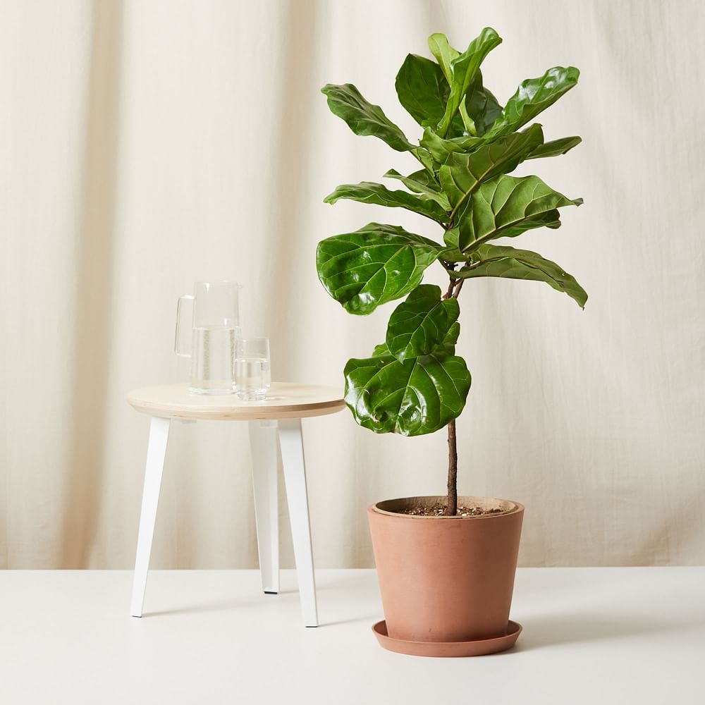 Live Plant, Fiddle Leaf Fig, Extra Large Floor, 12''diam, Terracotta Planter - Image 0