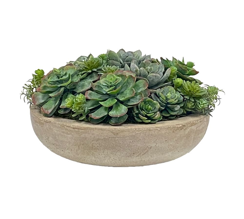 Succulent Arrangement in Bowl, Gray - Image 0