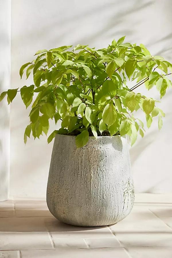 Barnacle Fiber Concrete Tall Droplet Planter - Image 0