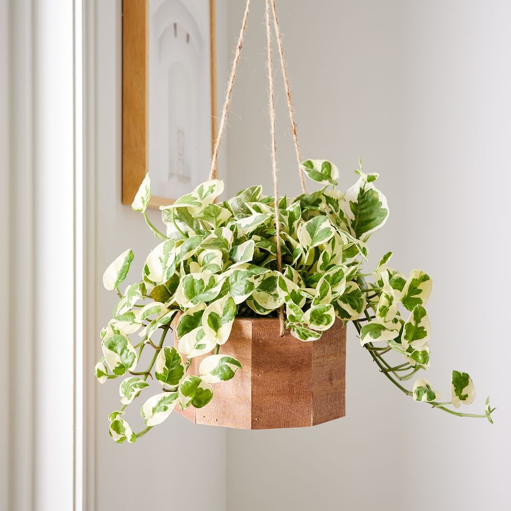 6in Pothos Plant in Hanging Wood Planter - Image 0