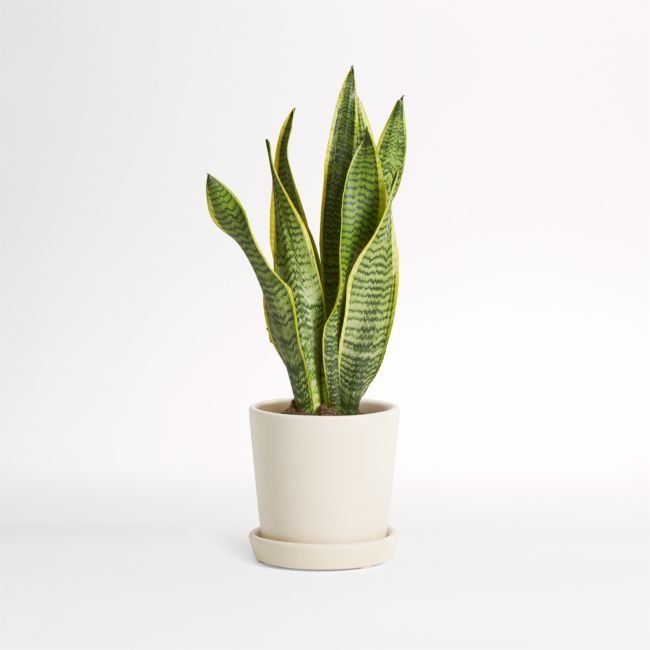 Live Snake Plant in Bryant Planter by The Sill - Image 0