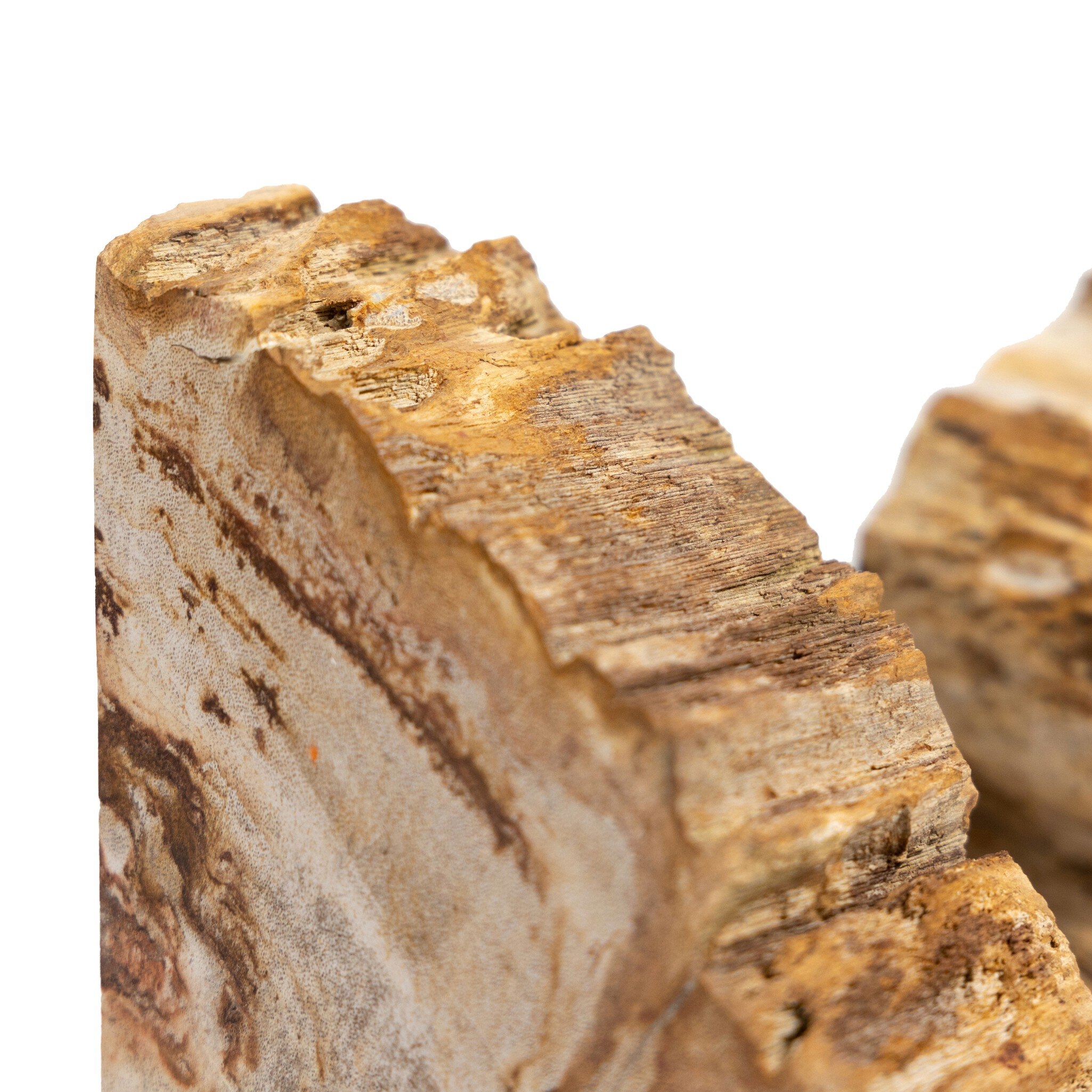 Petrified Wood Book Ends - Light Petrified Wood - Image 8