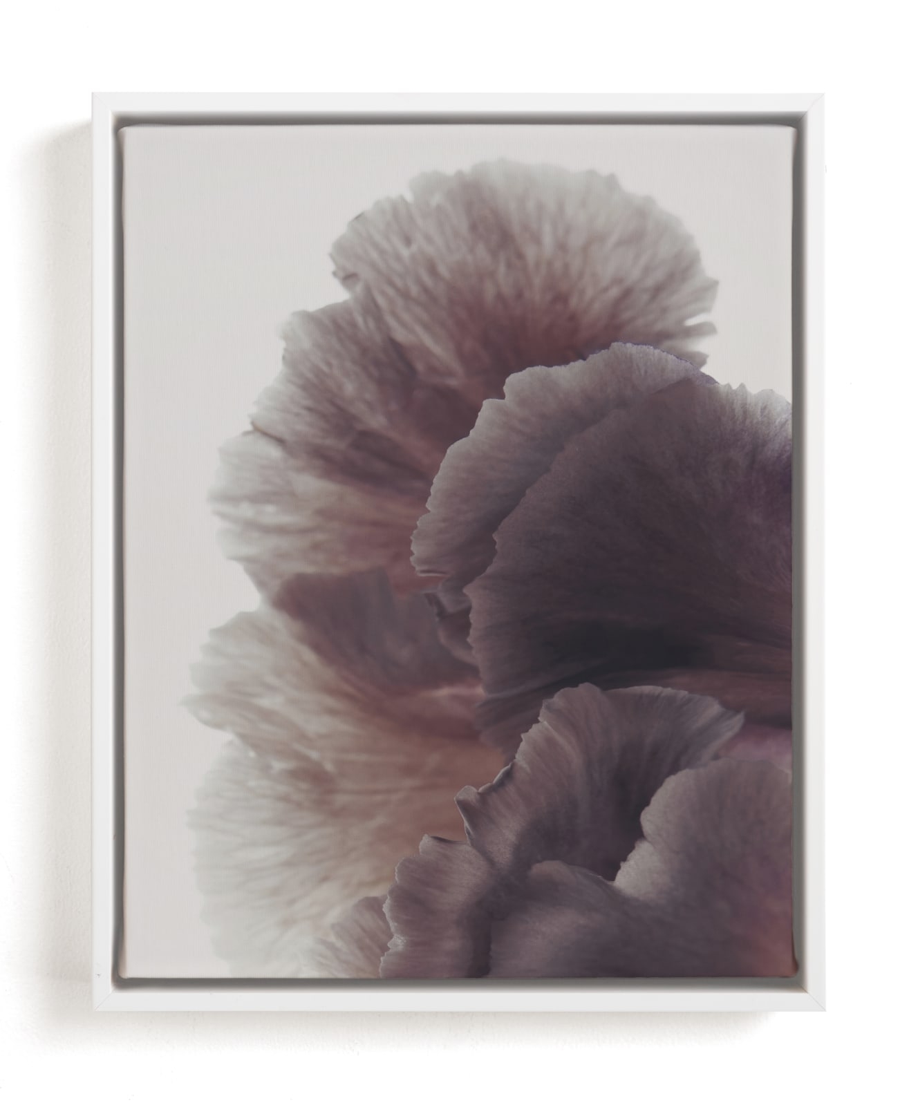 Ruffled Limited Edition Fine Art Print 2 - Image 0
