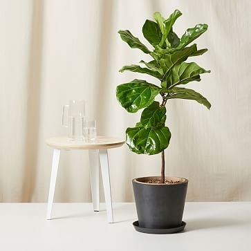 Live Plant, Fiddle Leaf Fig, Extra Large Floor, 12''diam, Terracotta Planter - Image 1