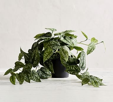 Faux Trailing Silver Philodendron Houseplant - Image 0