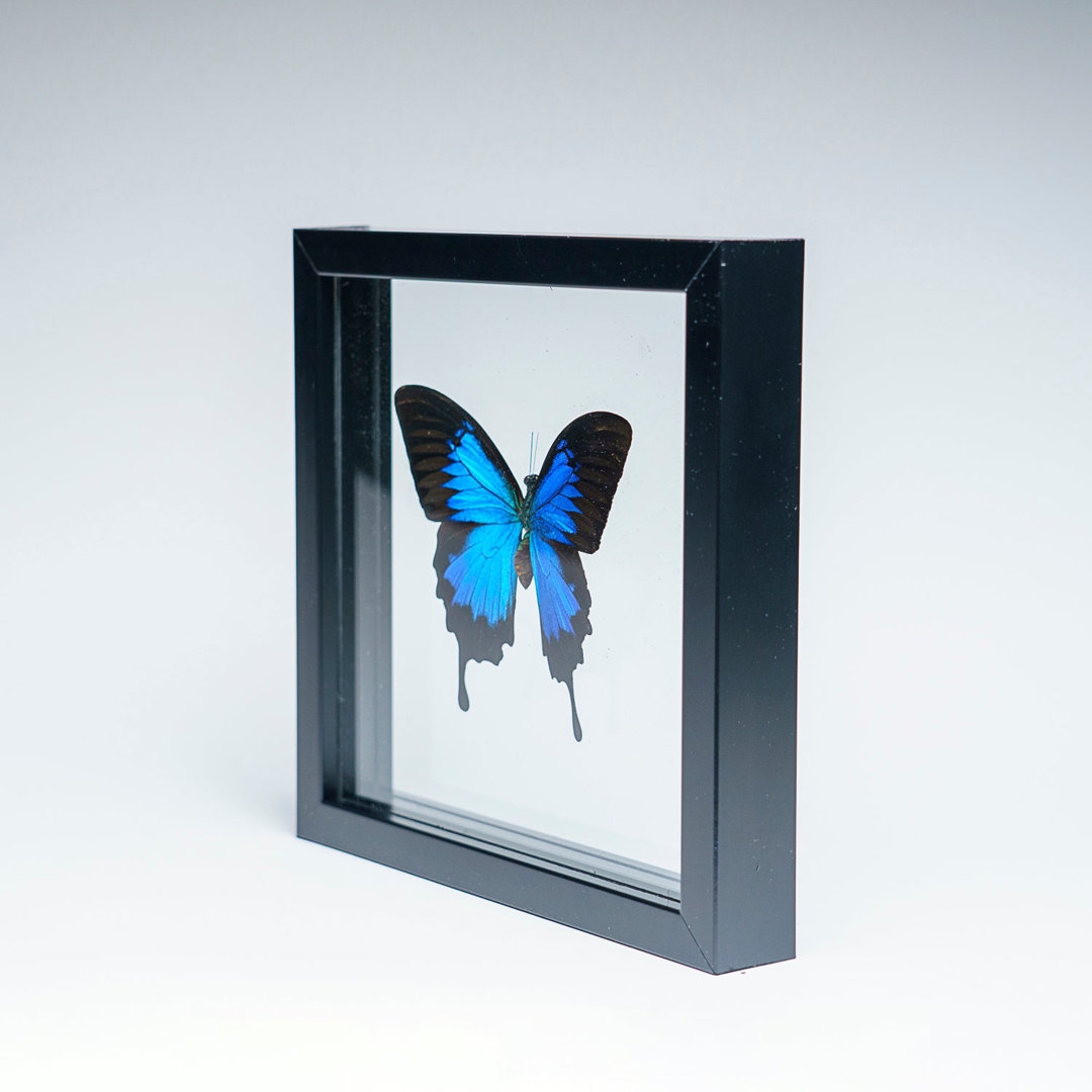 Astro Gallery of Gems Single Genuine Blue Papilionidae Butterfly In Black Display Frame - Image 0