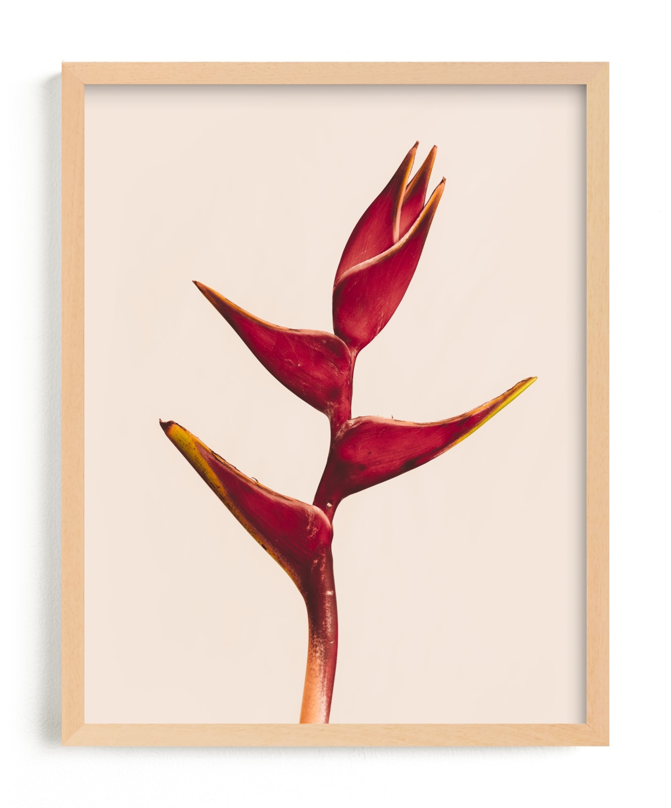 Heliconia 3 Limited Edition Fine Art Print 2 - Image 0