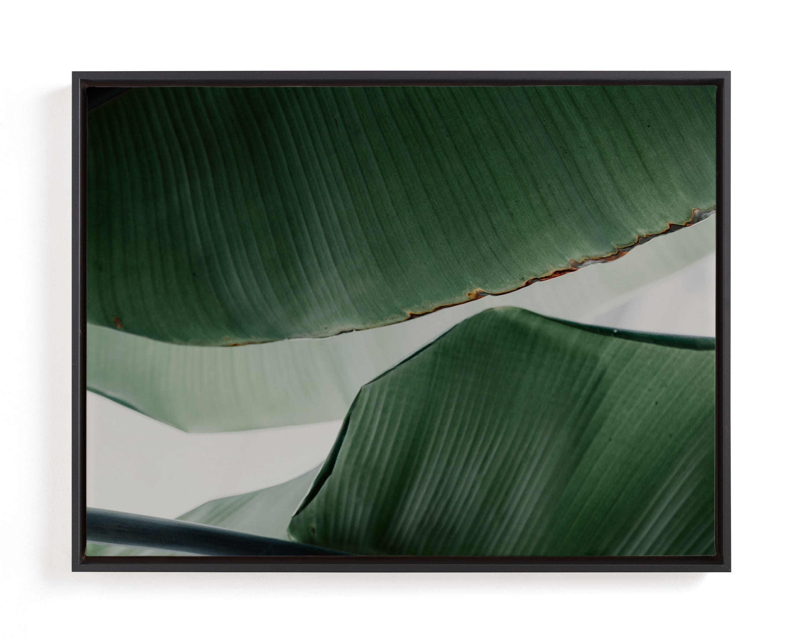 Leaf & Light 4 Open Edition Fine Art Print - Image 0