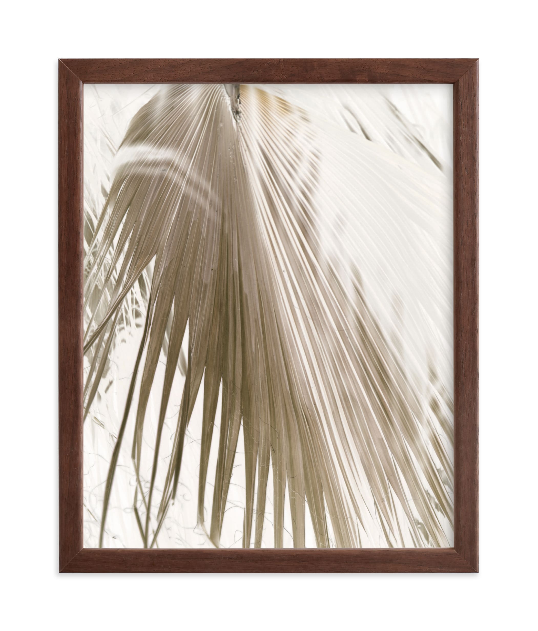 Vanilla Palm Limited Edition Fine Art Print 1 - Image 1