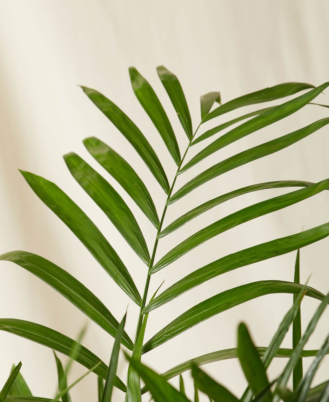 Bamboo Palm, Charcoal Pot - Image 1