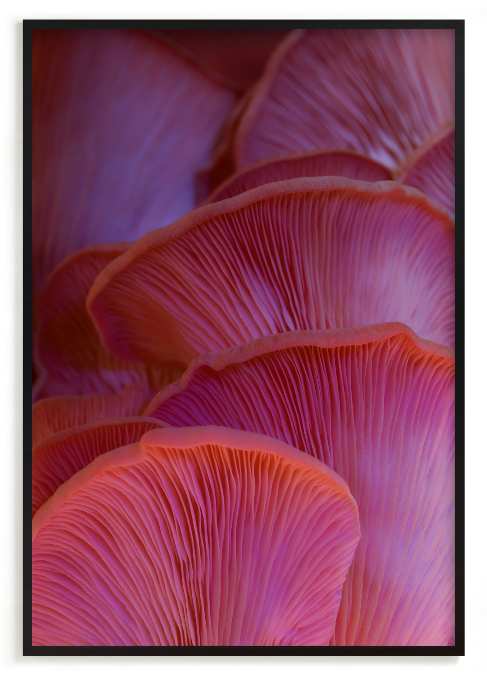 Pink Oyster Mushrooms Limited Edition Fine Art Print 2 - Image 0