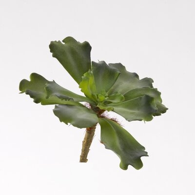 Extra Large Double Echeveria Succulent Plant on Stalk - Image 0