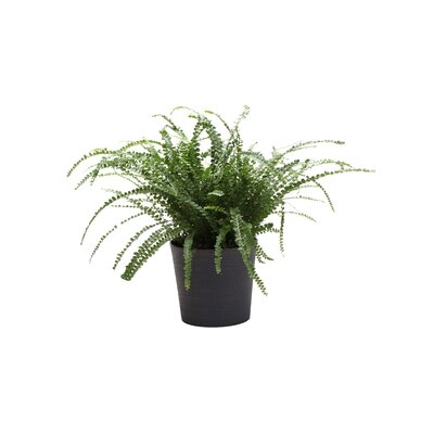 16" Live Fern Plant in Pot - Image 0