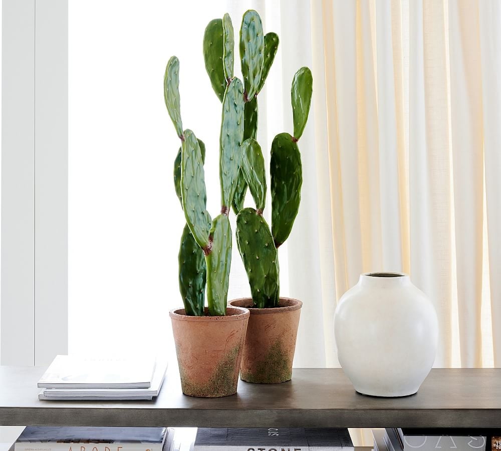Potted Cactus,Medium,Opuntia - Image 0