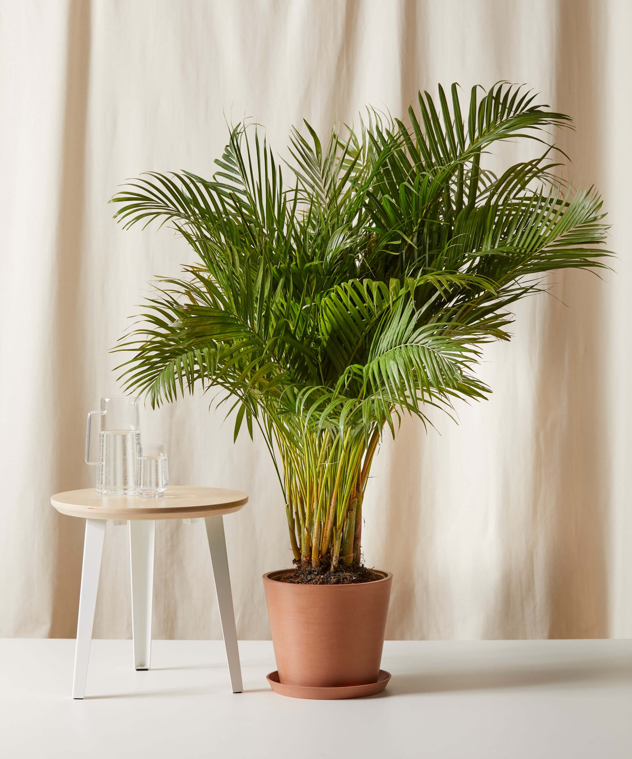Areca Palm -  Clay - Image 0