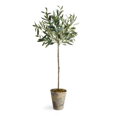 Olive Tree in Planter - in stock 4/9/21 - Image 0