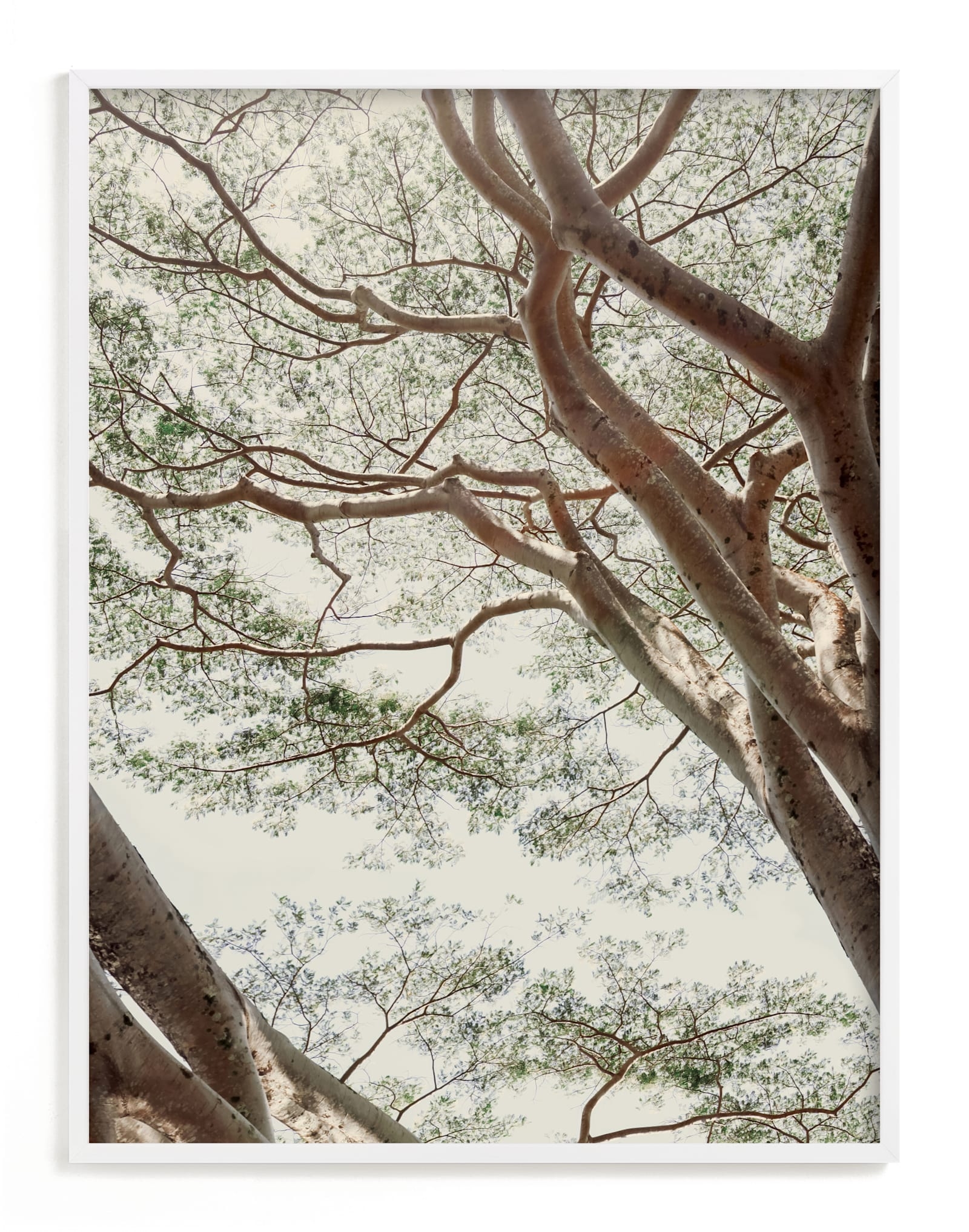 Tapestry II Limited Edition Fine Art Print 2 - Image 0