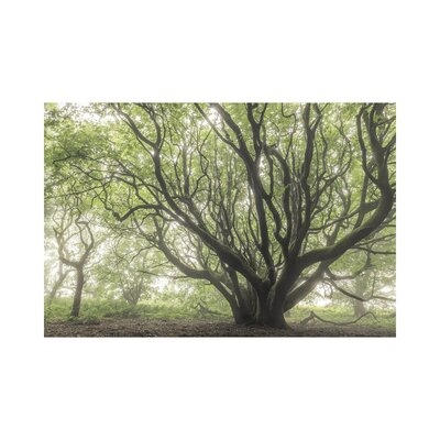 The Faraway Tree by - Wrapped Canvas - Image 0
