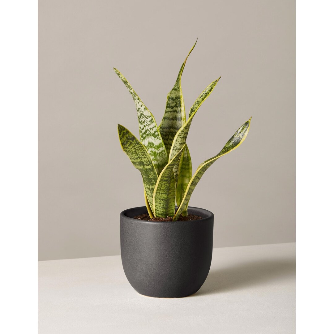 Snake Plant Laurentii in Planter - Image 0