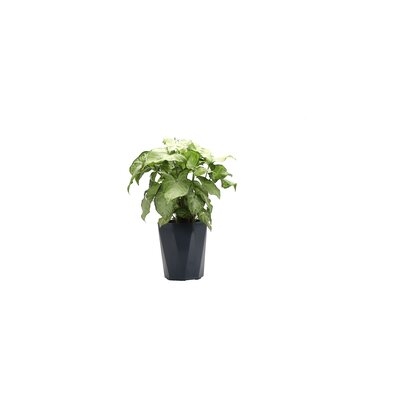 12" Live White Butterfly Plant - Image 0