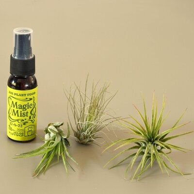 3 Tillandsia Air Plant Pack With Fertilizer Spray / 2-3 Inches Large - Image 0