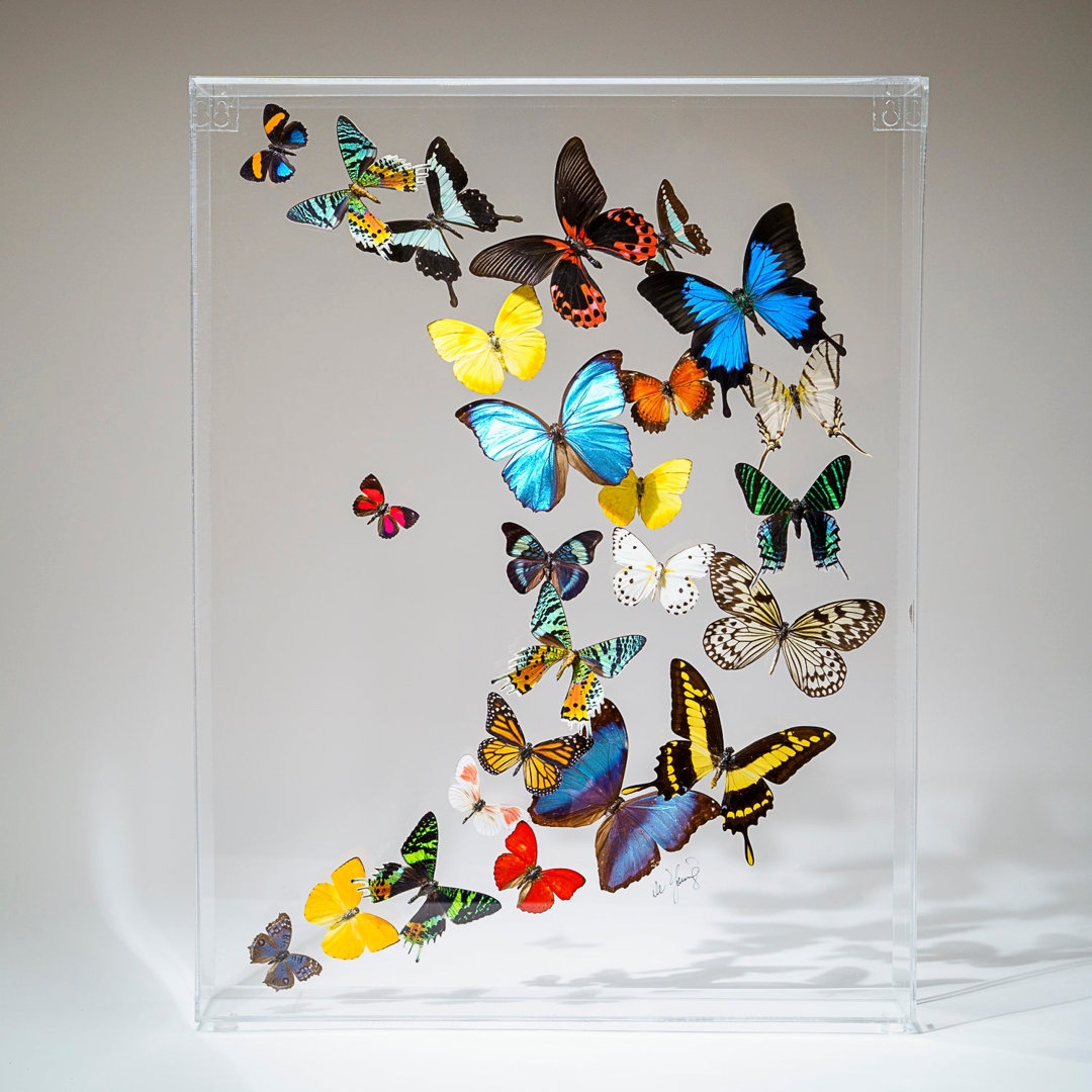 Astro Gallery of Gems 25 Genuine Butterflies In Acrylic Shadow Box - Image 0