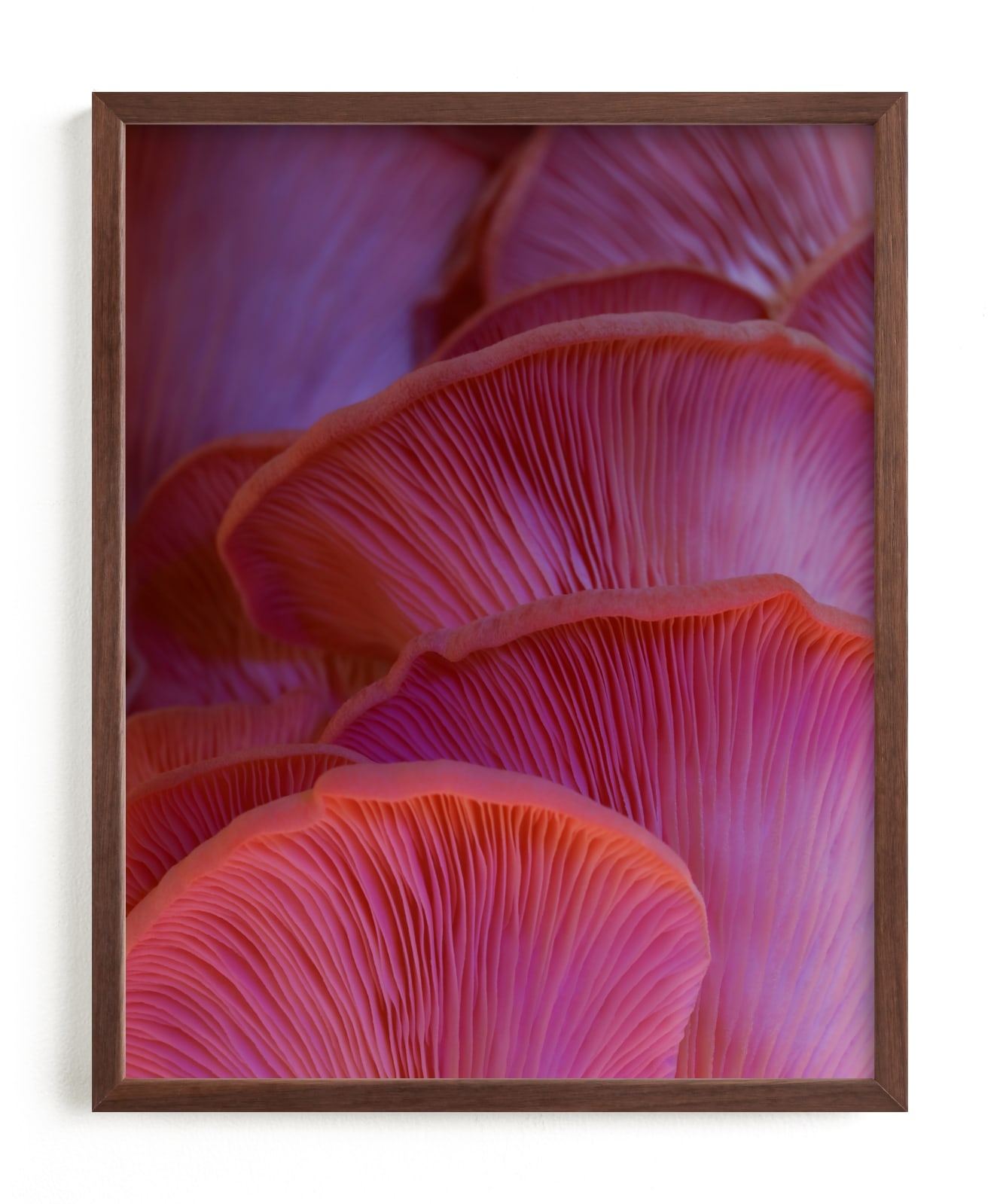 Pink Oyster Mushrooms Limited Edition Fine Art Print 2 - Image 0
