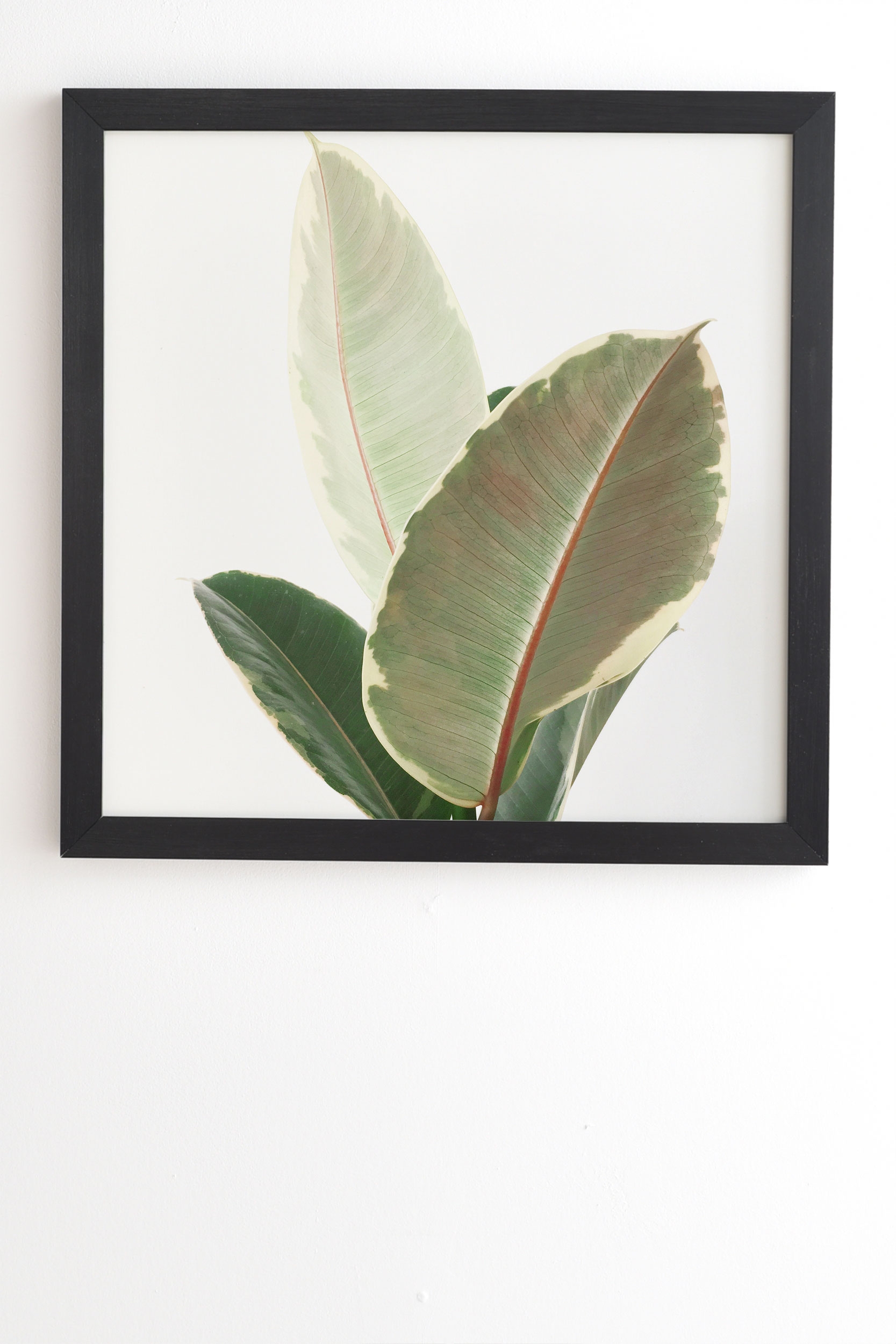 Ficus Tineke by Cassia Beck - Framed Wall Art Basic Black 11" x 13" - Image 1