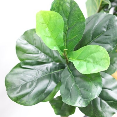 Primrue Fiddleleaf Tree - 66 Inch - Image 0