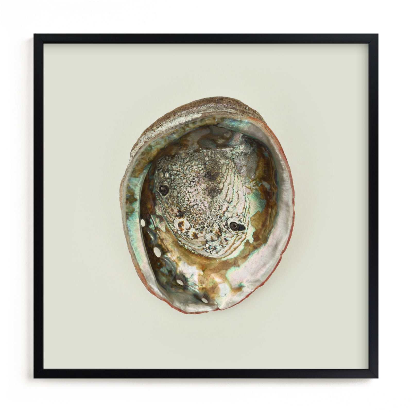 Abalone Shell Limited Edition Fine Art Print 2 - Image 0