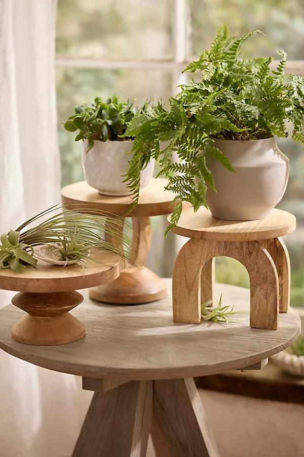 Natural Wood Plant Stand, Arch - Image 0