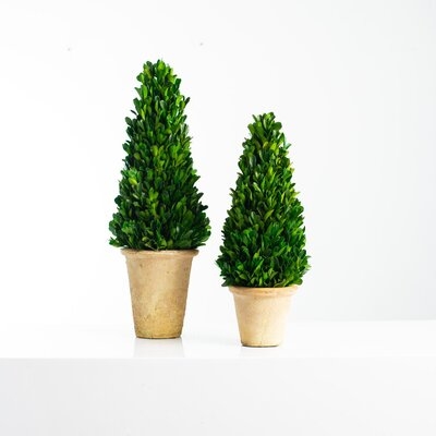 Preserved Natural Boxwood Topiary Tree Cone In Clay Pot - 2 Sizes Available - Image 0