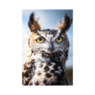 Owl Close Up Portrait NRV272 - Image 0
