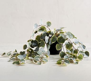Faux Trailing Variegated String Of Hearts Houseplant - Image 0