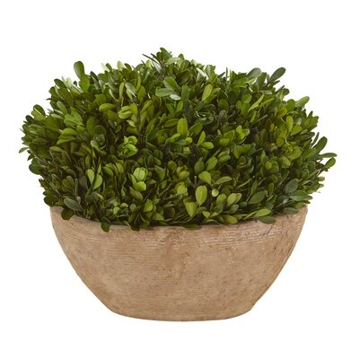 5.5'' Preserved Boxwood Plant in Planter - Image 0