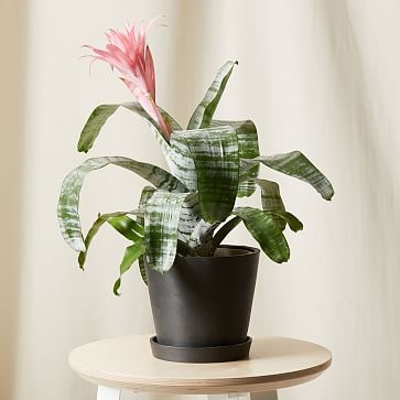Live Plant, Bromeliad Aechmea Pink, Medium Tabletop, 8''diam, Terracotta Planter - Image 1