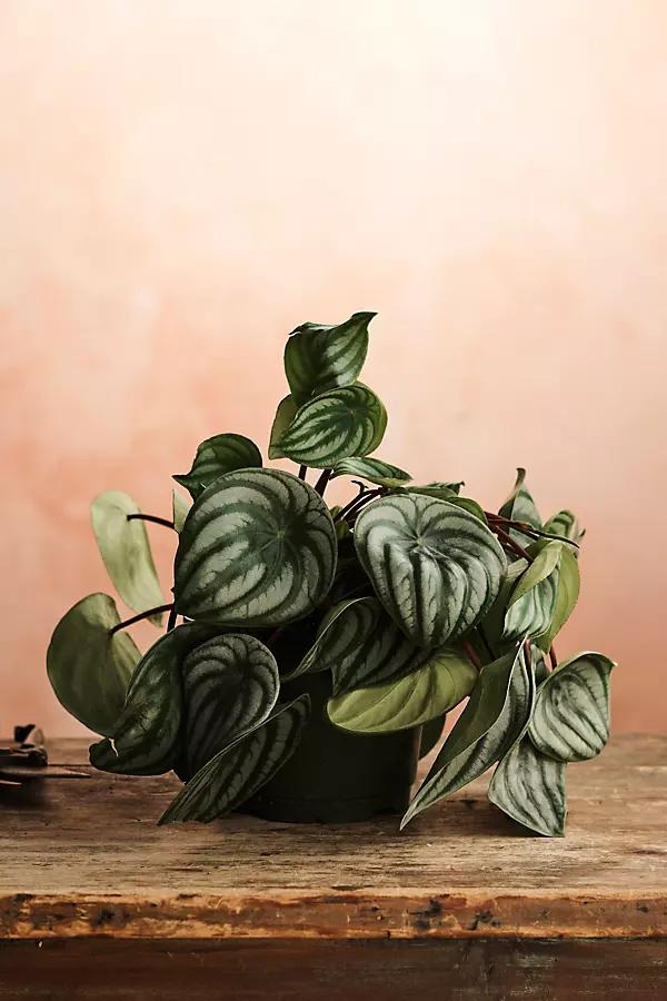 Watermelon Peperomia - Image 0