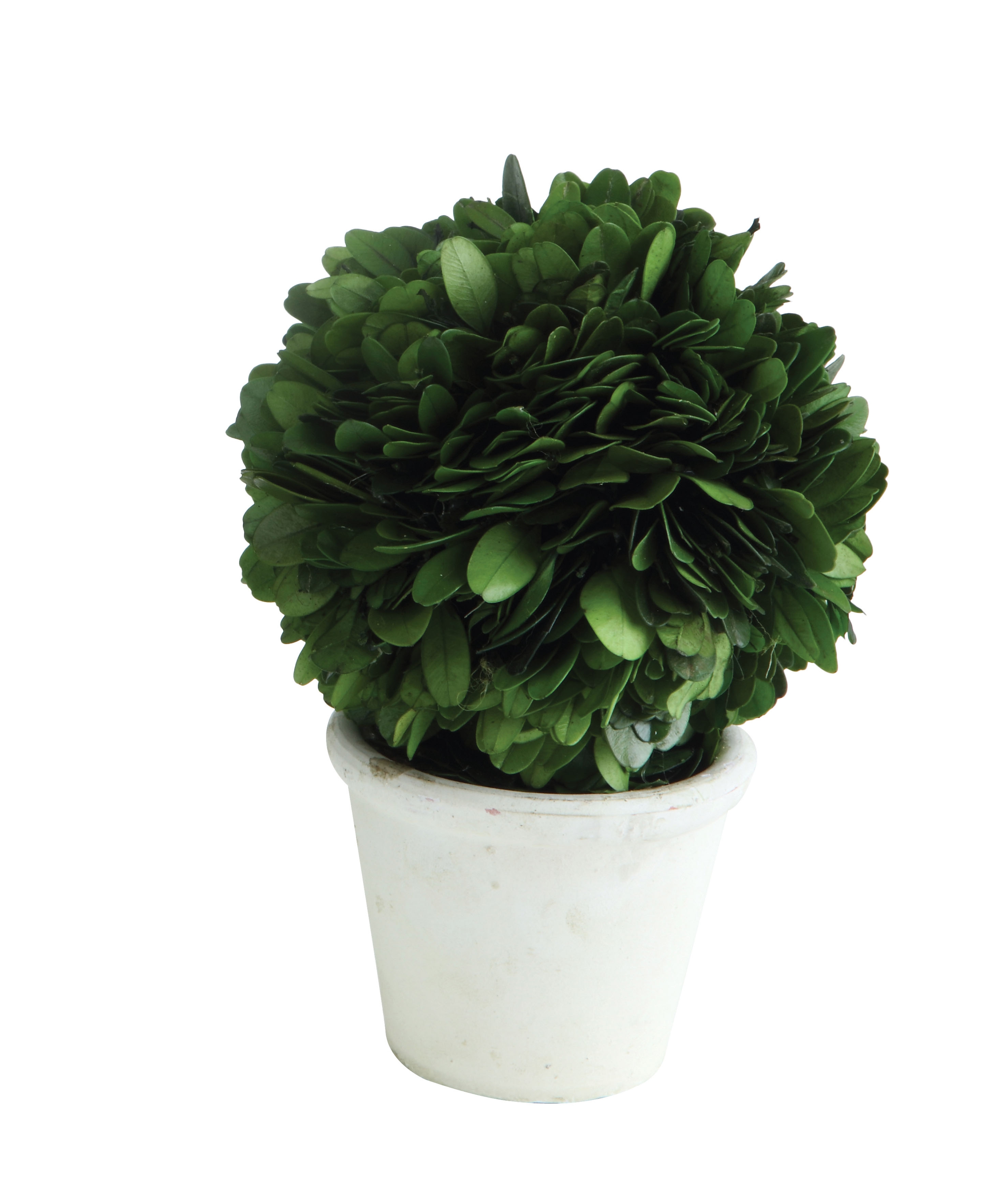 Preserved Boxwood Topiary in Clay Pot - Image 0