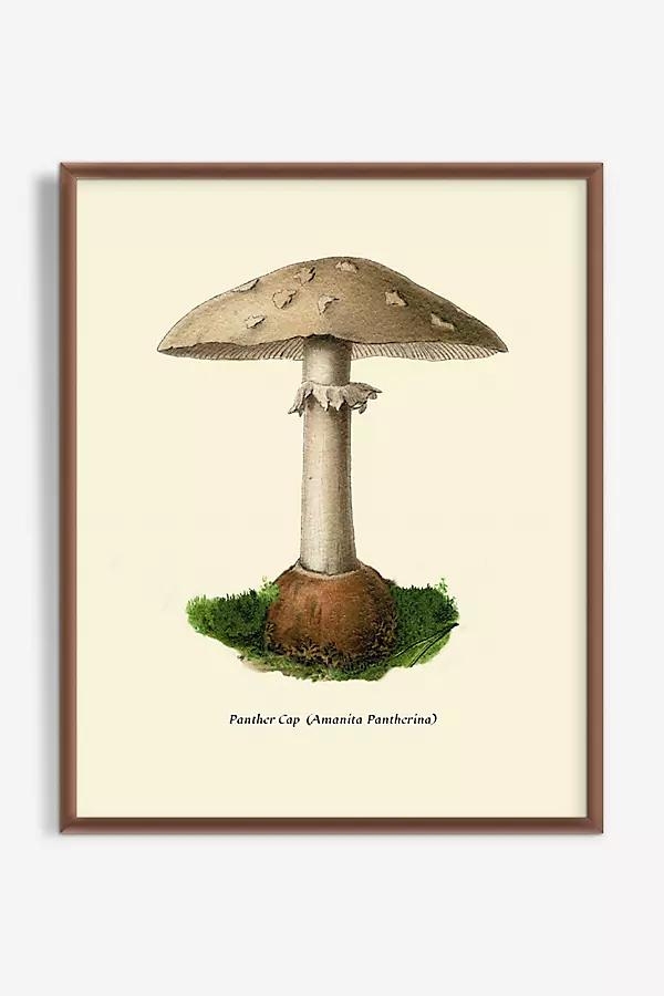 Mushroom Study Wall Art - Image 0