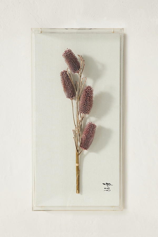 Dried Botanical Wall Art By Anthropologie in Purple Size S - Image 0