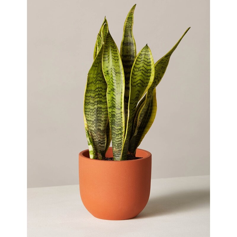 The Sill Live Snake Plant in Pot Size: 35" H x 7" W x 7" D, Base Color: Terracotta - Image 0