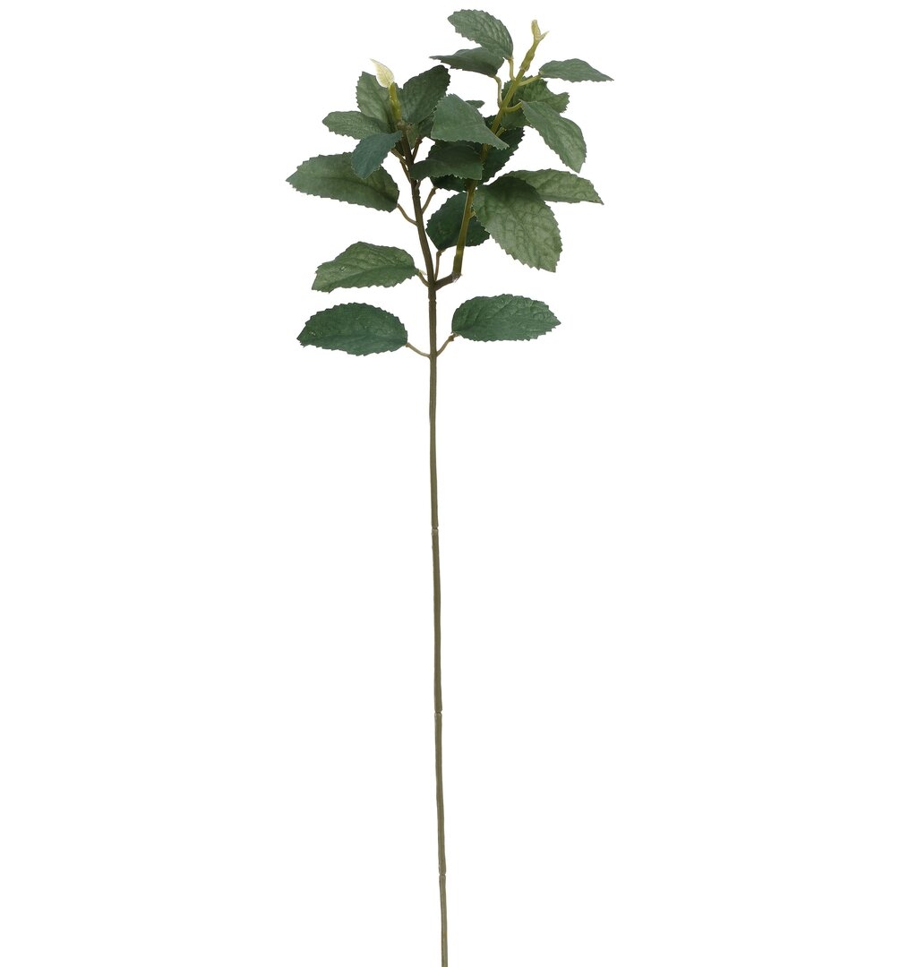 Mark Roberts Pittosporum Spray - 19 Inches Box Of 12 - Image 0