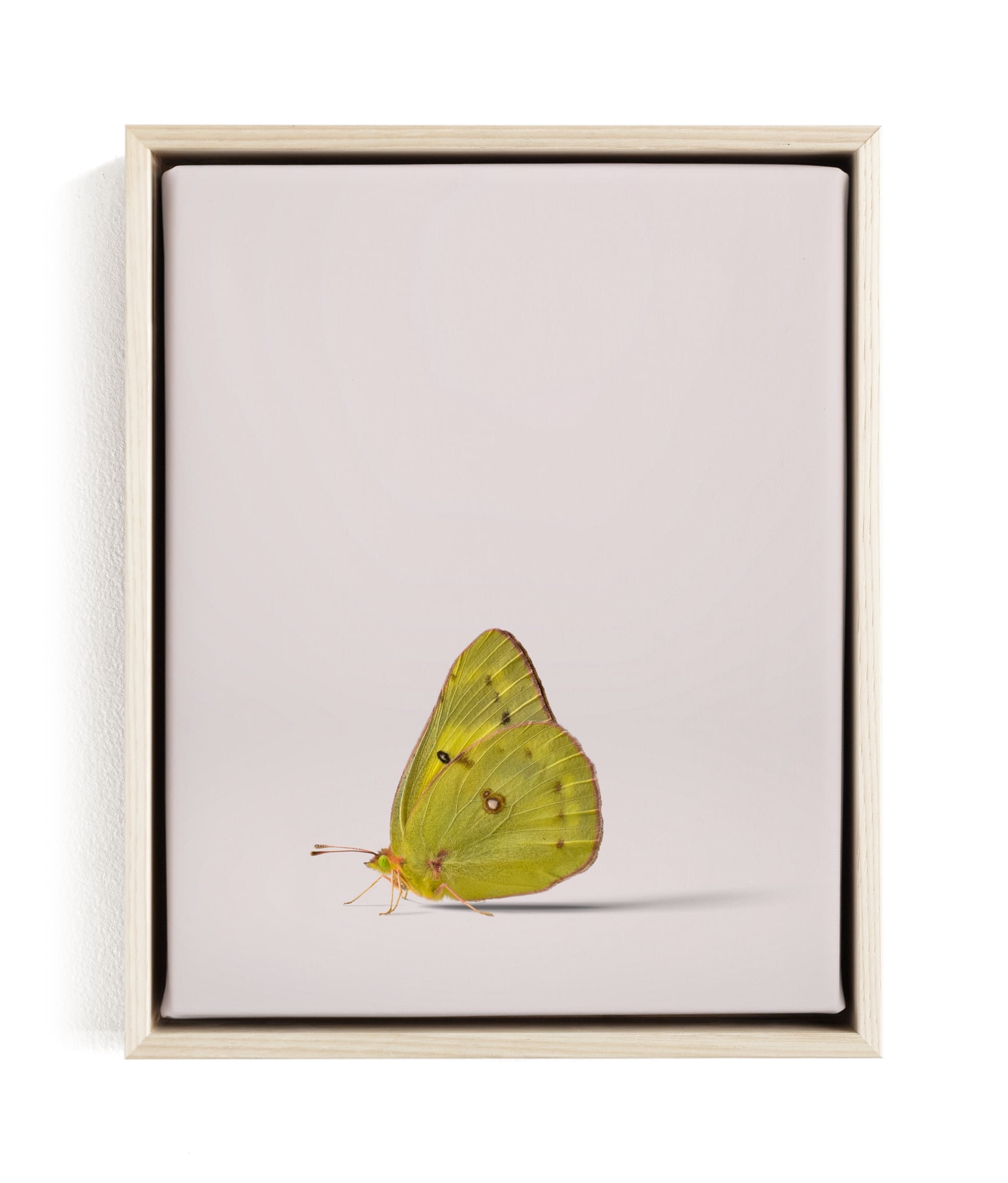 Tiny Wings Limited Edition Fine Art Print 1 - Image 0